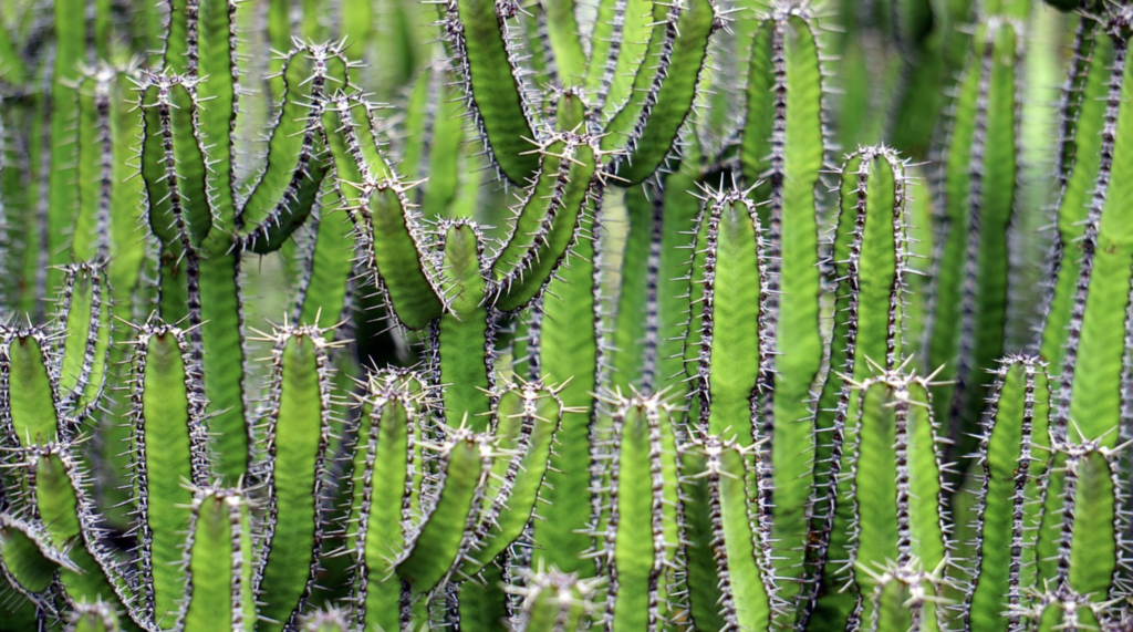 Did you know, some cacti are federally protected?