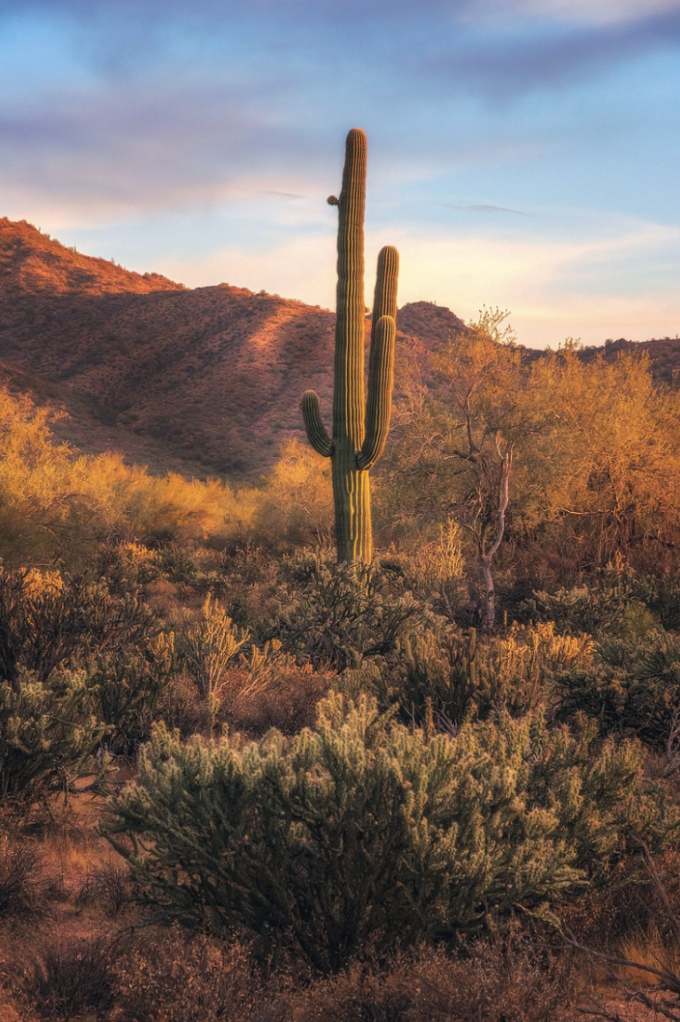 cacti in the Phoenix desert
