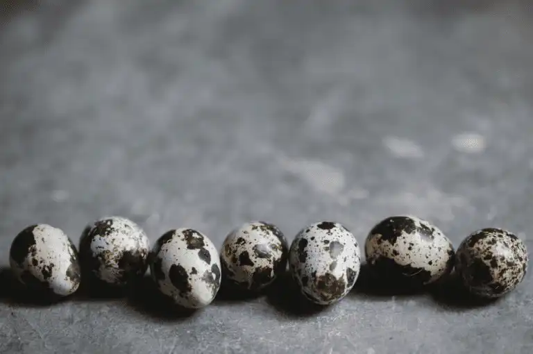 farm to table organic food