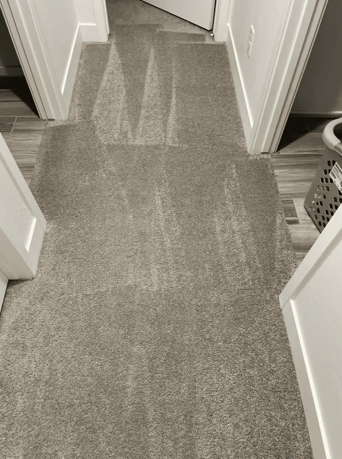 Organic carpet cleaning results - pet stain removal Phoenix AZ