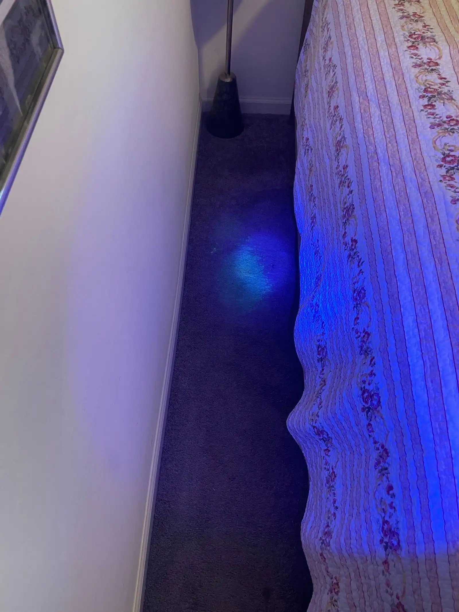Before and after dog accident carpet cleaning in Youngtown